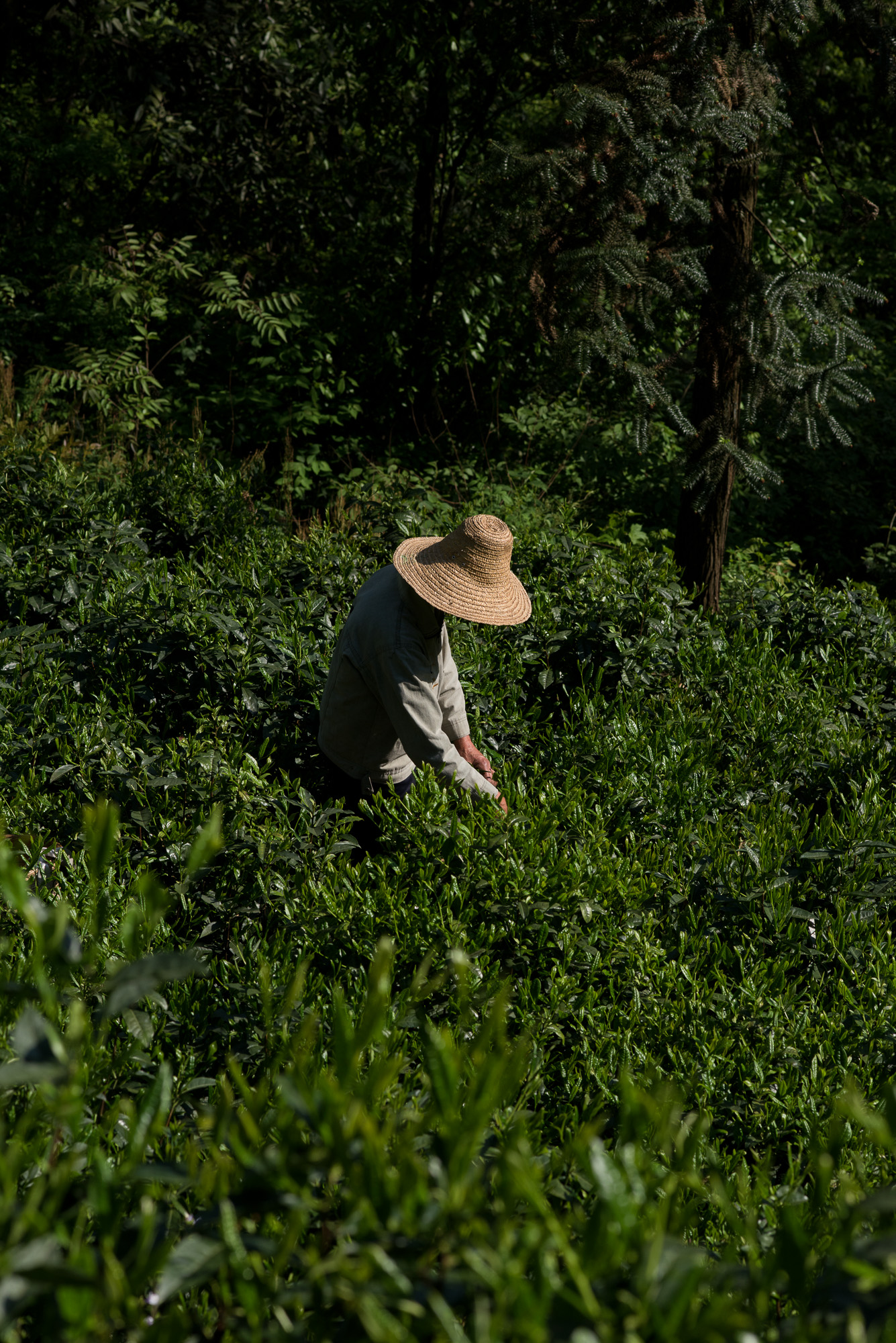 A tea picker harvests Taiping Houkui 